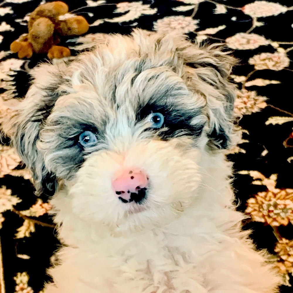 Meet your Posher, Denise